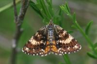 Isturgia famula