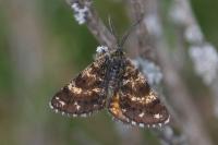 Isturgia famula