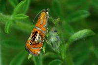 Olethreutes arcuella