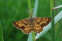 Ematurga atomaria
