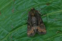 Oligia latruncula