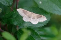 Idaea degeneraria