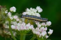 Depressaria daucella