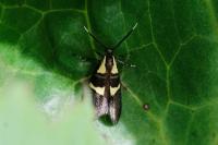 Dasycera oliviella