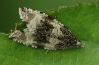Celypha lacunana