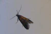 Schiffermuelleria schaefferella