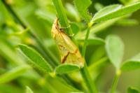 Agapeta hamana