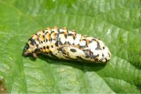 Melitaea didyma