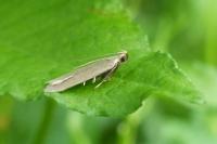 Acompsia cinerella