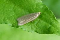 Acompsia cinerella