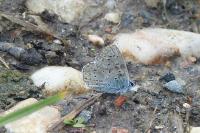 Polyommatus icarus