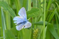 Polyommatus icarus