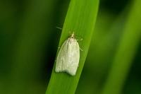 Tortrix viridana