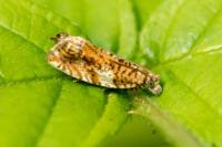 Epinotia abbreviana