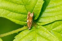Epinotia abbreviana