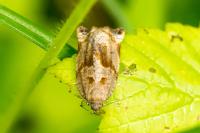 Archips crataegana