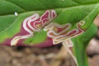 Chrysoesthia drurella