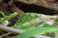 Chrysoesthia drurella