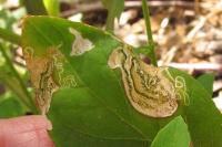 Chrysoesthia drurella