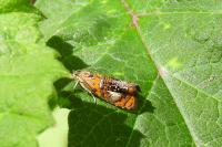 Olethreutes arcuella