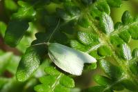 Tortrix viridana