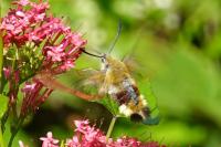Hemaris fuciformis