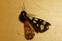 Arctia villica