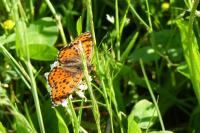 Melitaea didyma