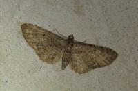 Eupithecia subfuscata