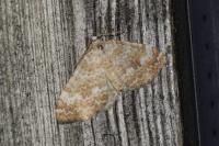 Perizoma flavofasciata