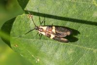 Dasycera oliviella