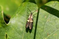 Dasycera oliviella