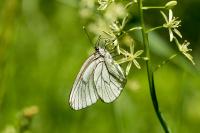 Aporia crataegi