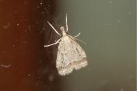 Eudonia pallida
