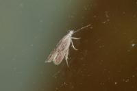 Anarsia spartiella