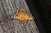 Acleris bergmanniana