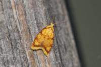 Acleris bergmanniana
