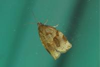 Archips rosana