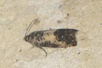 Pammene fasciana