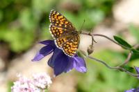 Melitaea athalia