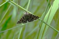 Euclidia mi