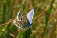 Polyommatus icarus