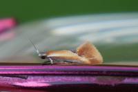 Batia lunaris
