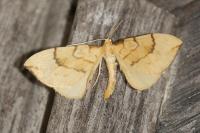 Gandaritis pyraliata