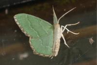 Hemithea aestivaria