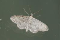 Idaea seriata