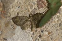 Pasiphila rectangulata