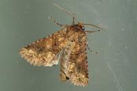 Conisania luteago