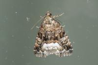 Deltote pygarga