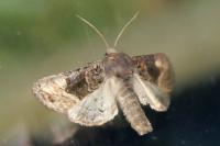Euplexia lucipara